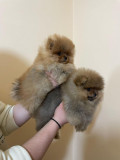 Pui de pomeranian