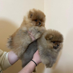 Pui de pomeranian