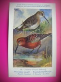 HOPCT 6281 CALIDRIS TESTACEA -PASARI DE APA -FAUNA EUROPA-CP CHROMO LITHO -MUZEUL REGAL STIINTE NATURALE BELGIA-NECIRCULATA, Printata
