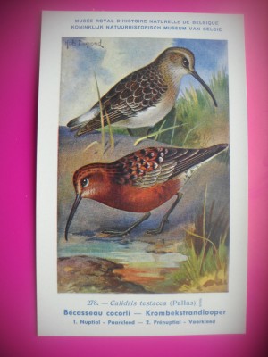 HOPCT 6281 CALIDRIS TESTACEA -PASARI DE APA -FAUNA EUROPA-CP CHROMO LITHO -MUZEUL REGAL STIINTE NATURALE BELGIA-NECIRCULATA foto