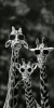 Husa Personalizata ALLVIEW A5 Smiley Giraffes