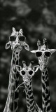 Husa Personalizata HUAWEI P8 Lite 2017 \ P9 Lite 2017 Giraffes