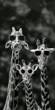 Husa Personalizata ALLVIEW X4 Soul Style Giraffes