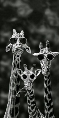 Husa Personalizata HUAWEI P Smart Giraffes foto