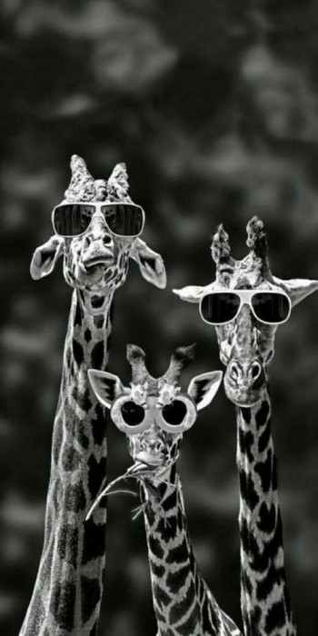 Husa Personalizata HUAWEI P Smart Giraffes