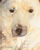 Fiul tinutului de gheata &ndash; Jackie Morris
