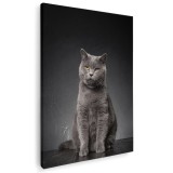 Tablou pisica gri Chartreux pisici Tablou canvas pe panza CU RAMA 40x60 cm