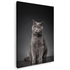 Tablou pisica gri Chartreux pisici Tablou canvas pe panza CU RAMA 60x90 cm