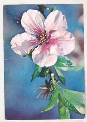 bnk cp Felicitare - Flori - circulata - marca fixa - cod 51/67 foto