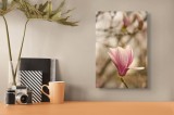 Tablou Canvas, "Magnolia &icirc;n roua dimineții", Flori, Delicate, Roz, Magnolie, Primăvară, Natură, Grădină, Petale, Frumusețe, Botanică, 26 x 39 cm, CMCL