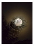 Tablou Canvas Luna și Palmieri - Artă Murală Naturală, 26 x 39 cm, CMCLASS