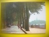 HOPCT 5800 COPACII ALINIATI -PARCUL BEIHAI -CHINA-ASIA-NECIRCULATA, Printata
