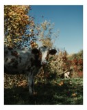 Tablou Canvas, "Vaca &icirc;n mijlocul naturii toamna", Vacă, Pădure, Toamnă, Copaci, Cer, Iarbă, Frunze, 26 x 39 cm, CMCLASS