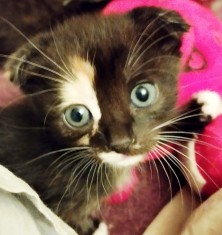 Pisicute Scottish fold tortie rarisime cauta Om