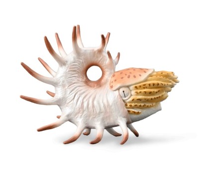 Figurina pictata manual Cooperoceras foto