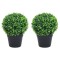 vidaXL Plante artificiale cimișir cu ghiveci, 2 buc. verde 37 cm minge 336518