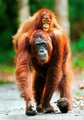 Puzzle Trefl 1000 Nature - Orangutan Indonesia foto