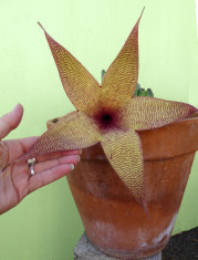 STAPELIA GIGANTEA - 4 seminte pentru semanat , raritate ! foto