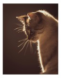 Tablou Canvas, "Lumina bl&acirc;ndă a serii feline", Sc&acirc;nteie, Blană, Portret, Lumină, Siluetă, Ochii, Reflexie, Mister, Calm, Grație, 26 x 39 cm, CMCLASS