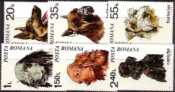 1971 - caini, serie neuzata