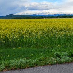 Vand teren intravilan, 2.000 mp, pozitie deosebita, linistita, Floresti, Prahova