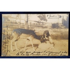 FETITA HRANIND O CAPRIOARA IN CAPTIVITATE , FOTOGRAFIE TIP CARTE POSTALA , MONOCROMA , CIRCULATA , CLASICA , DATATA 1930