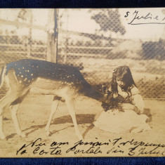 FETITA HRANIND O CAPRIOARA IN CAPTIVITATE , FOTOGRAFIE TIP CARTE POSTALA , MONOCROMA , CIRCULATA , CLASICA , DATATA 1930