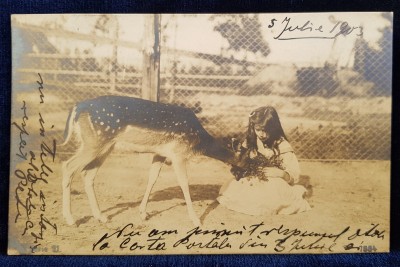 FETITA HRANIND O CAPRIOARA IN CAPTIVITATE , FOTOGRAFIE TIP CARTE POSTALA , MONOCROMA , CIRCULATA , CLASICA , DATATA 1930 foto
