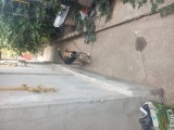 Donez caine lup cu ciobanesc