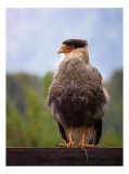 Tablou Canvas, "Prădătorul privirilor agere &icirc;n zare", Majestic, Regal, Alert, Perched, Feathered, Observant, 26 x 39 cm, CMCLASS