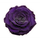 Trandafir Criogenat BONITA PUR-01 (&Oslash;9,5cm, 1 buc /cutie)