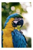 Tablou Canvas, "Papagalul tropical &icirc;n culori strălucitoare", Papagal, Colorat, Frumos, Pene, Exotice, Strălucitoare, Peisaj, Verde, Bokeh, Natură, 26