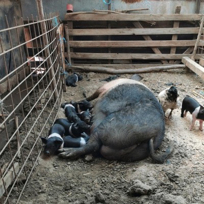 Porcușori baza de v&amp;acirc;nzare foto