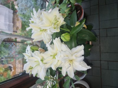 Nisa crematoriu Mina Minovici foto