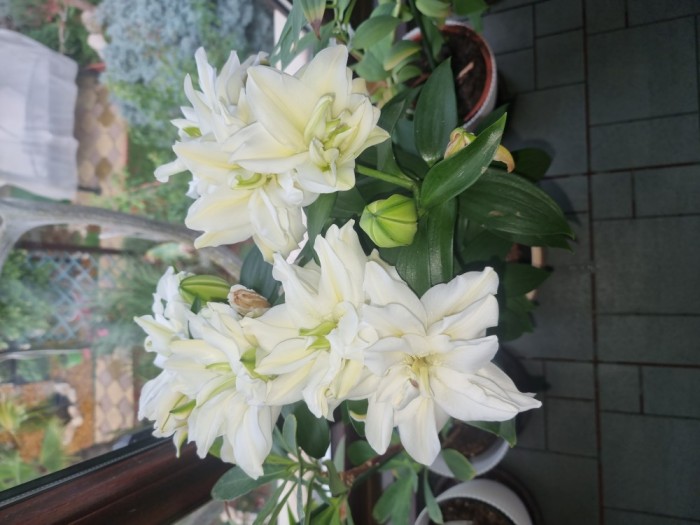 Nisa crematoriu Mina Minovici