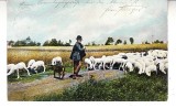 D11 A 13 - Felicitare de colectie - circulata la 1905 - Frankfurt