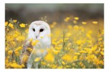 Tablou Canvas pe tema naturii cu detalii florale, 39 x 26 cm, CMCLASS