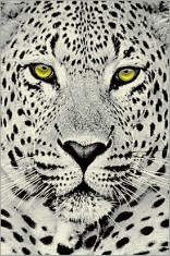 Covor Modern Kolibri Leopard 11368 - 160x230, Gri foto