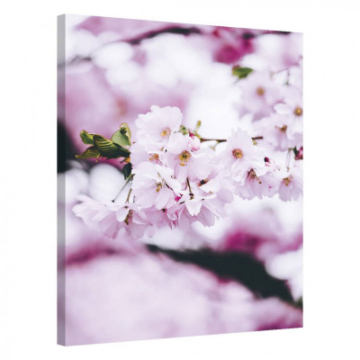 Tablou Canvas, Tablofy, Cherry Blossom Spring, Printat Digital, 40 &amp;times; 50 cm foto