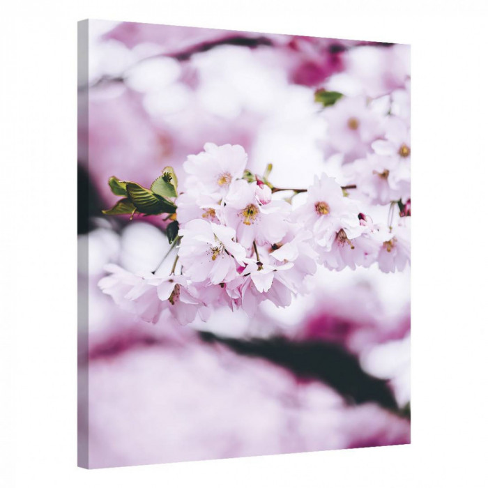 Tablou Canvas, Tablofy, Cherry Blossom Spring, Printat Digital, 40 &times; 50 cm