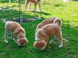 Canisa Zenko Inari (autorizata FCI), Pedigree