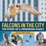 Falcons in the city