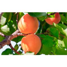 Cais &ndash; Soiul NJA