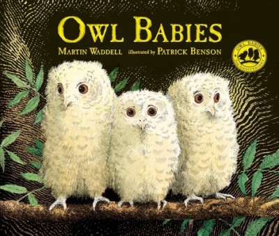 Owl Babies foto