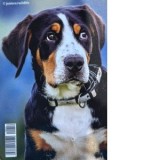 Calendar de buzunar, imagini caini 2026