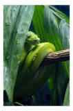 Tablou Canvas, "Șarpele smarald &icirc;n frunzișul de junglă", Serpentin, Verde, Frunze, Umed, Exotic, Ascuns, Misterios, Natură, 26 x 39 cm, CMCLASS