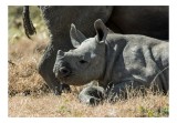 Tablou Canvas, "Pui de rinocer odihnindu-se &icirc;n iarbă", Rhino, Pui, Iarbă, Odihnă, Natură, Sălbăticie, Urechi, Gri, Textură, Bl&acirc;ndețe, 39 x 26 cm, CMCL