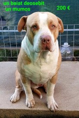 Amstaff de vanzare/ocazie foto
