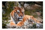 Tablou Canvas, "Tigru relax&acirc;ndu-se &icirc;n natură luxuriantă", Tigru, Blană, Dungi, Vegetație, St&acirc;ncă, Privire, Natură, Relaxează, Putere, Majestuos, 39 x