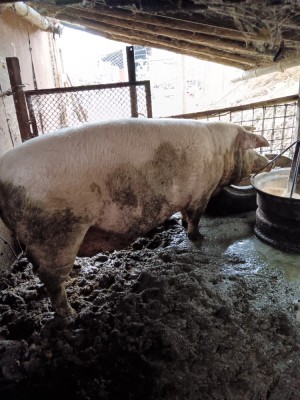 vand porc 340 kg foto